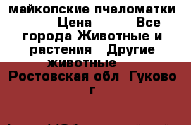  майкопские пчеломатки F-1  › Цена ­ 800 - Все города Животные и растения » Другие животные   . Ростовская обл.,Гуково г.